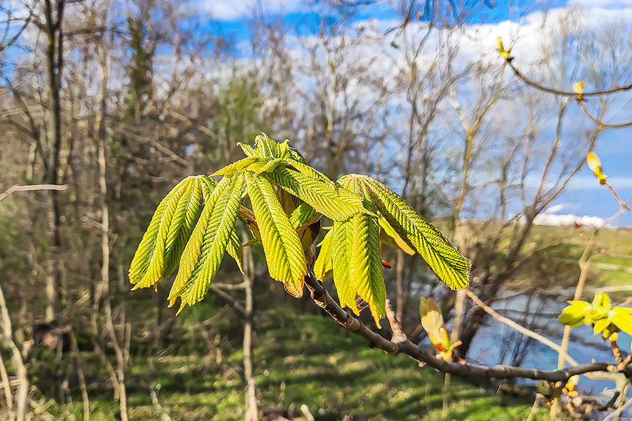 Frühling im Winter - der Kastanienbaum beim Leithasteg lässt bereits seine Blätter sprießen! - Foto JoSt © 2024